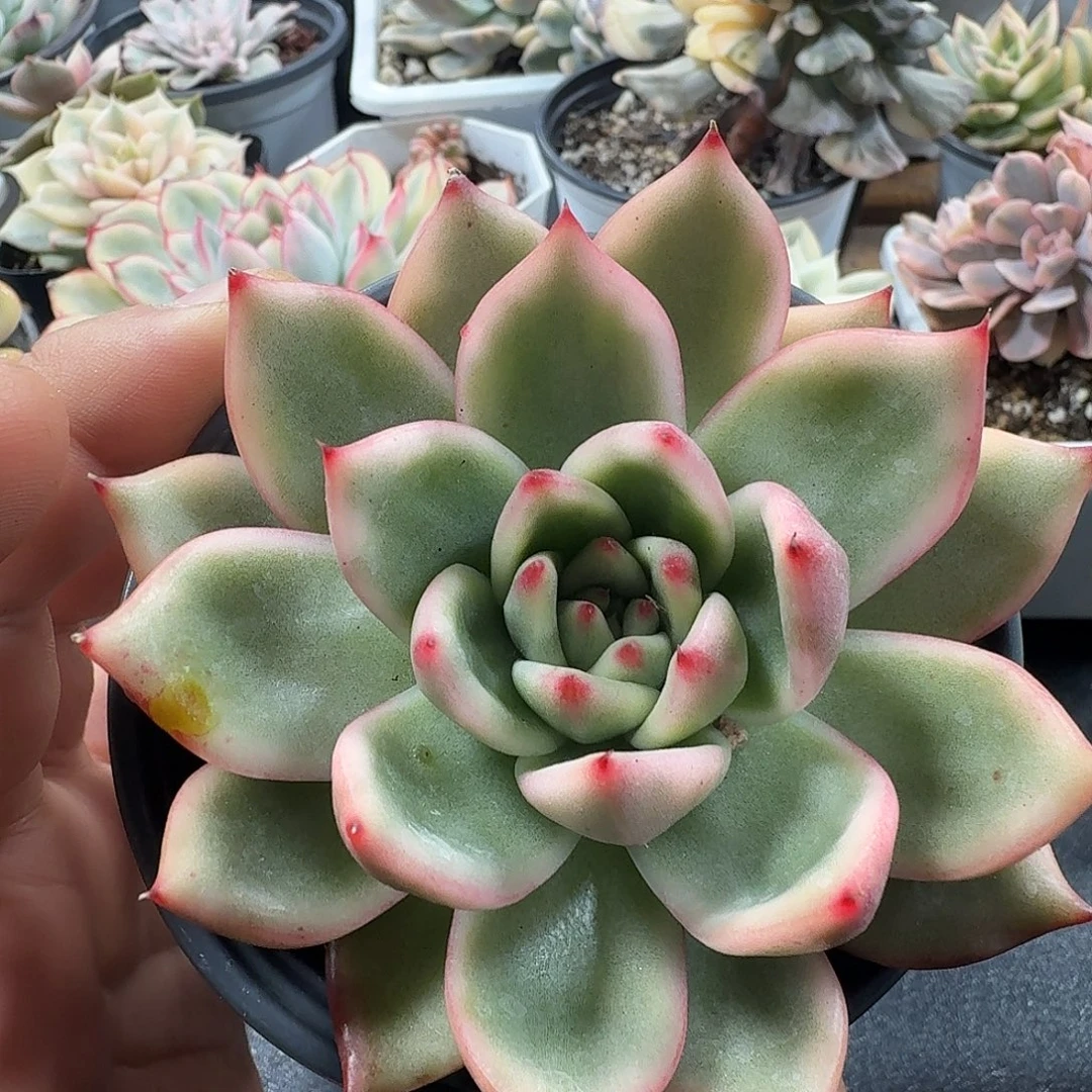 摩根锦白金 小方花圃一物一拍