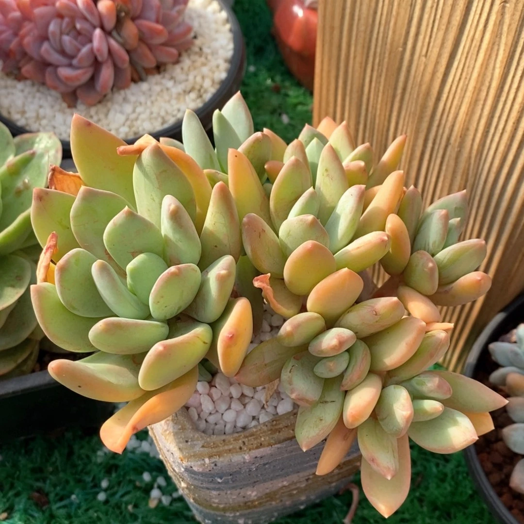 海洋之歌多肉植物盆栽