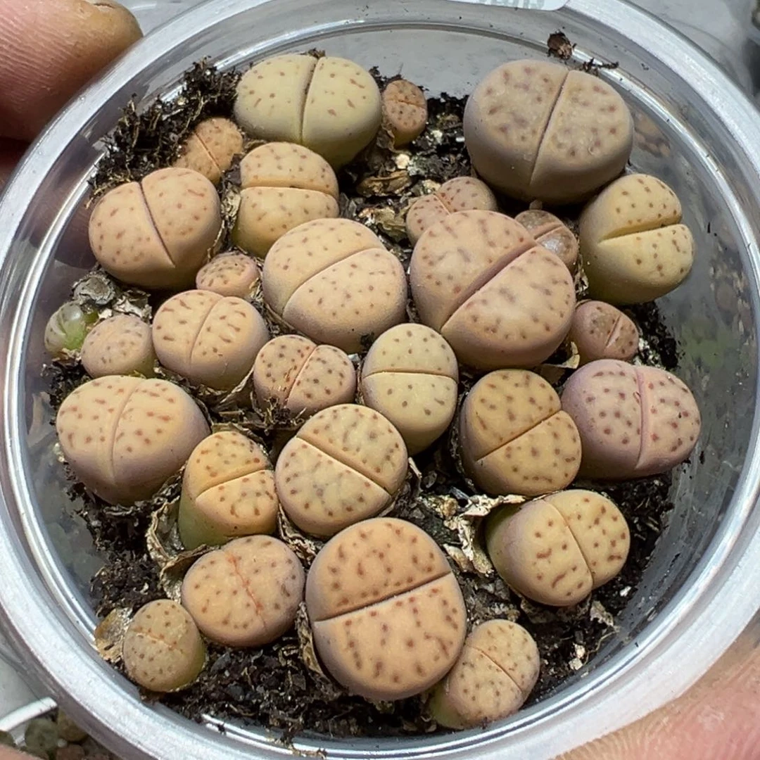 【闪购商品】 632.