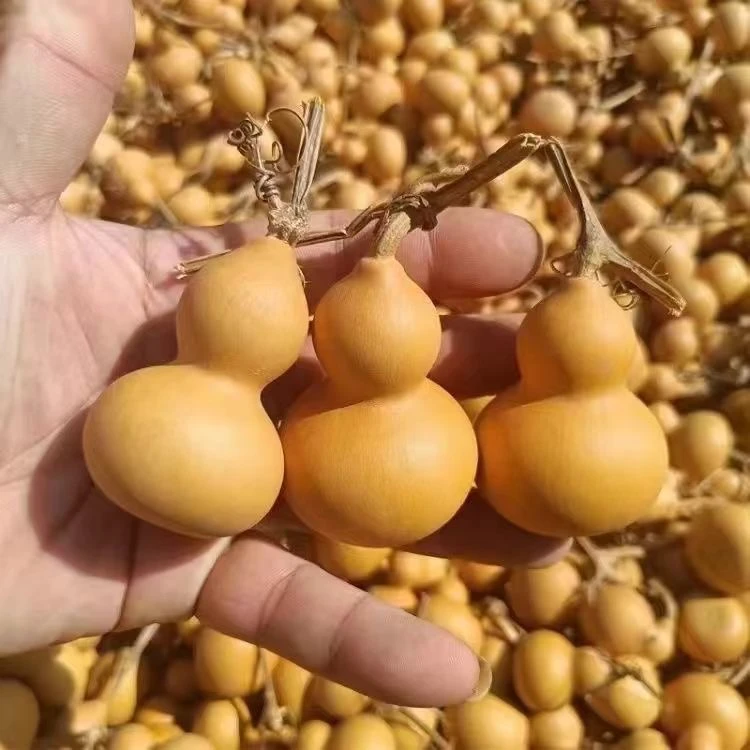 随机天然葫芦手把件一个直播间专属