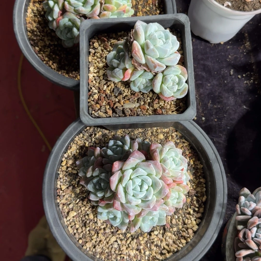 淑****两颗冰玉手捧一物一拍