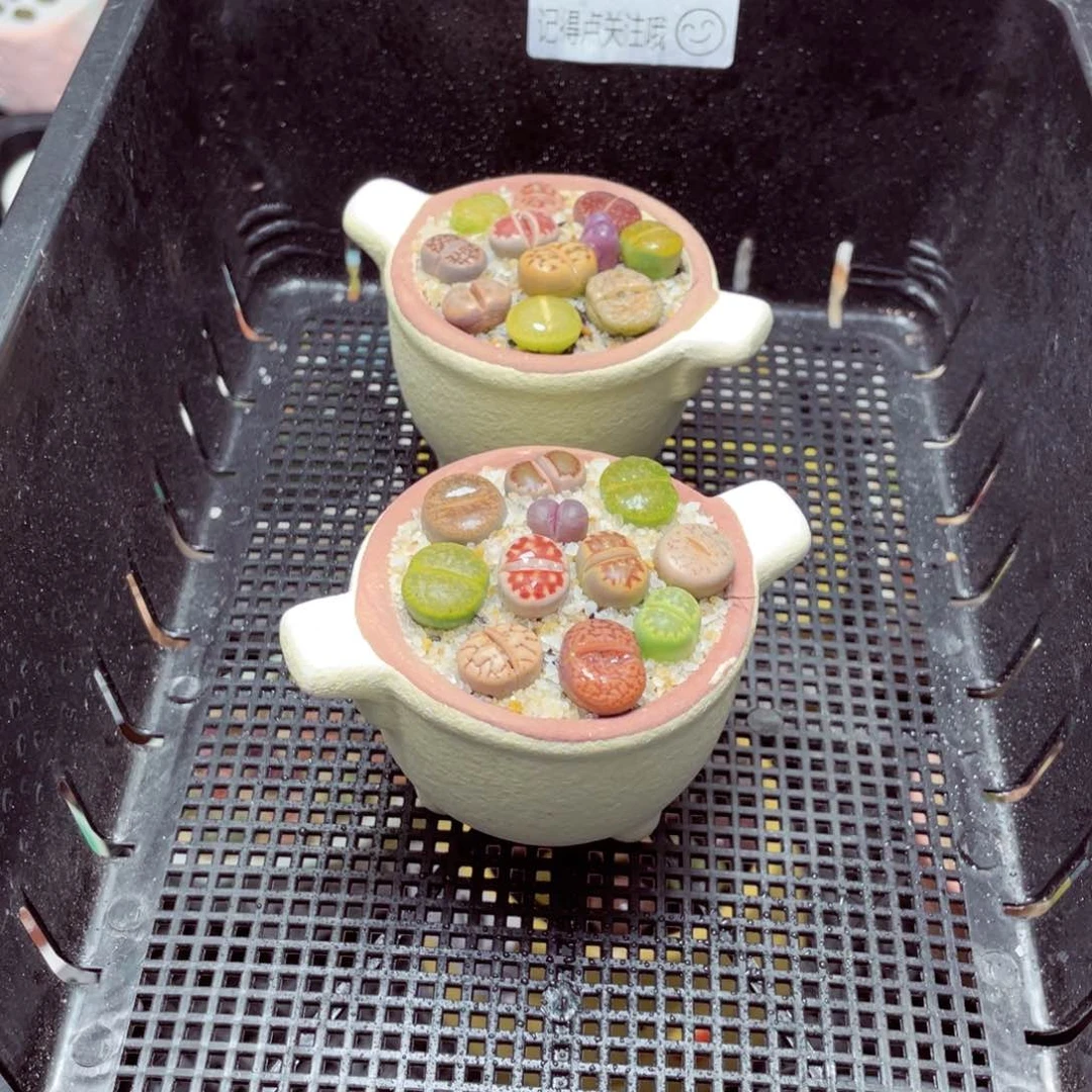 w5887-圆锅锅速干，一份一盆量拍