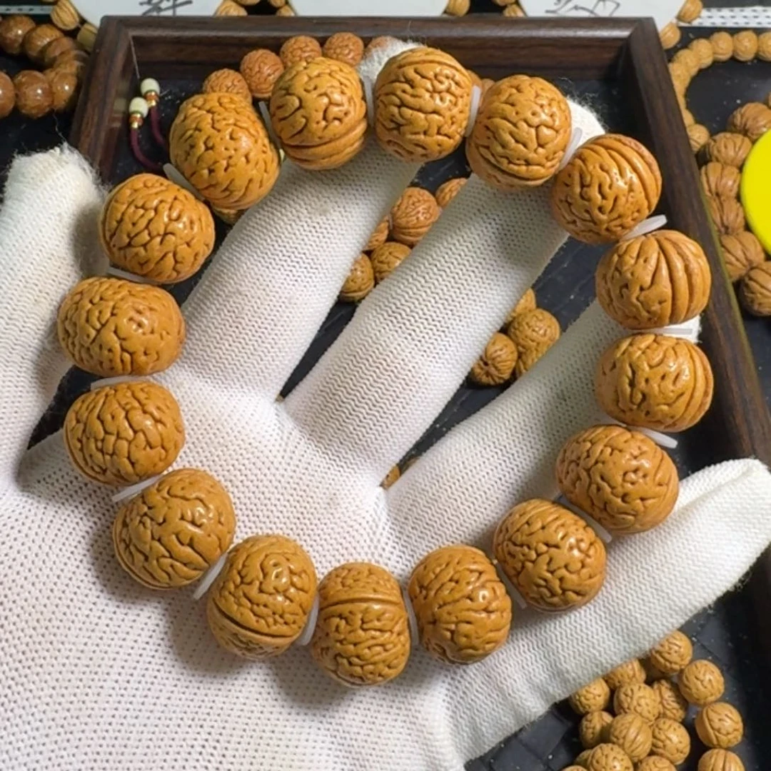 1号19.5尺寸金鱼肚