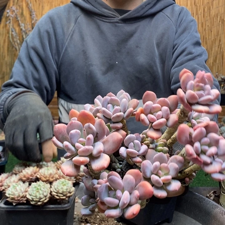 溪***杨315号灰姑娘多肉植物