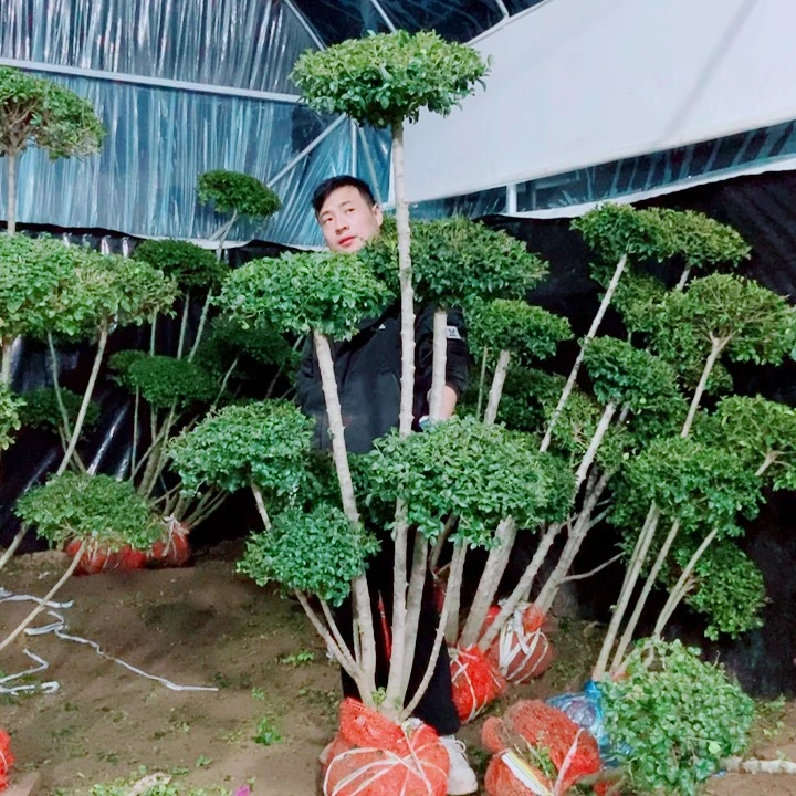 一物一拍一个一个