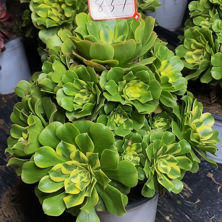 新尼亚老桩捧花837号