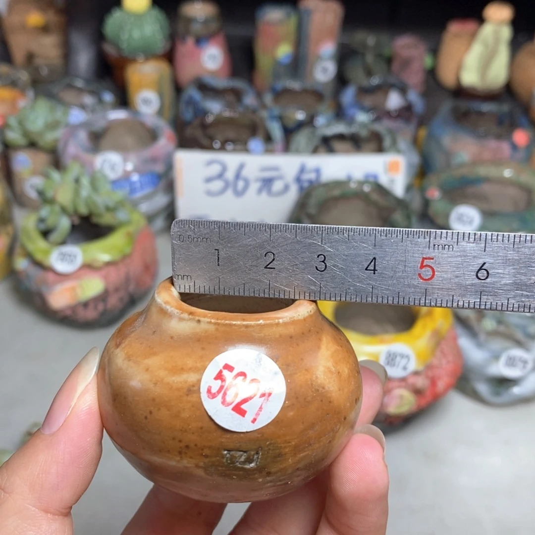 拍5送一个小礼物