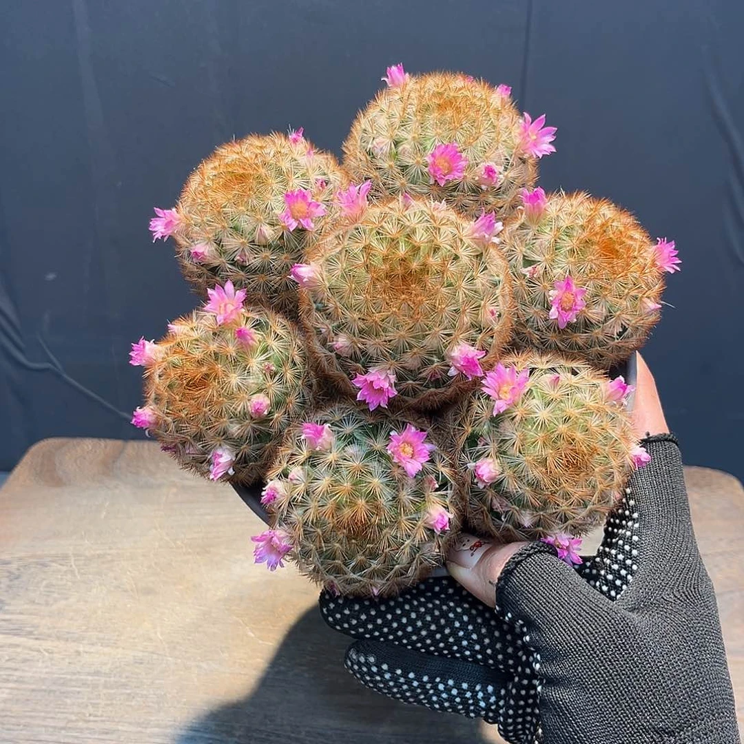 嘉文丸Zzzzzzzzzzzzzzzzzz