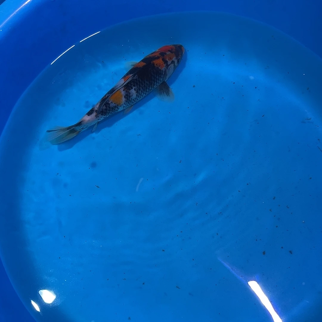 海水鱼精品大日蒙娜丽莎