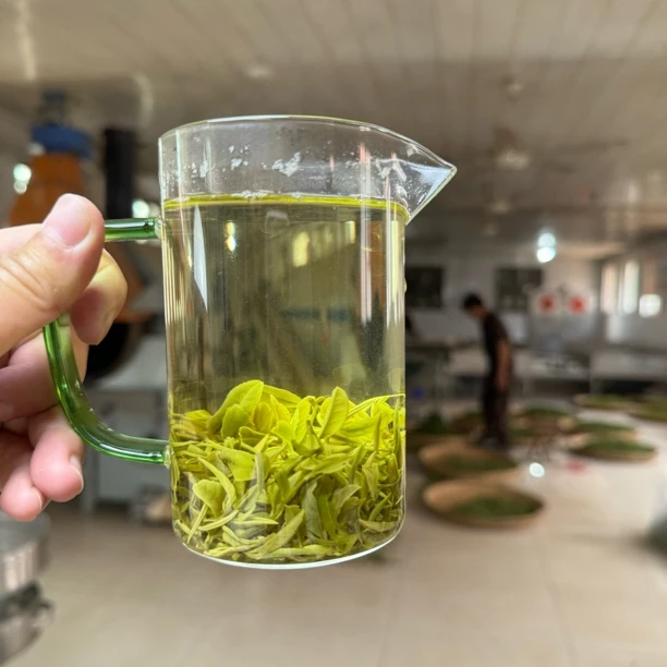 【头春头采360】2025年正宗日照绿茶露天头春头采360