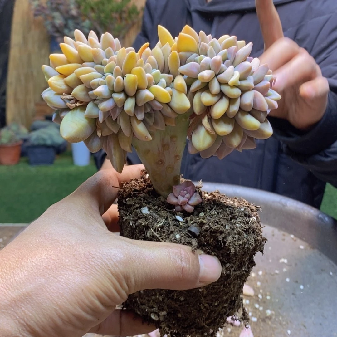 陈**~E33号号淡雪缀化多肉