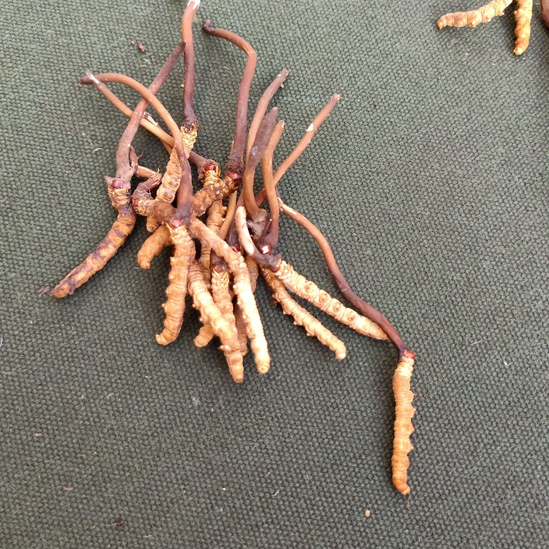 青海高海拔虫草
