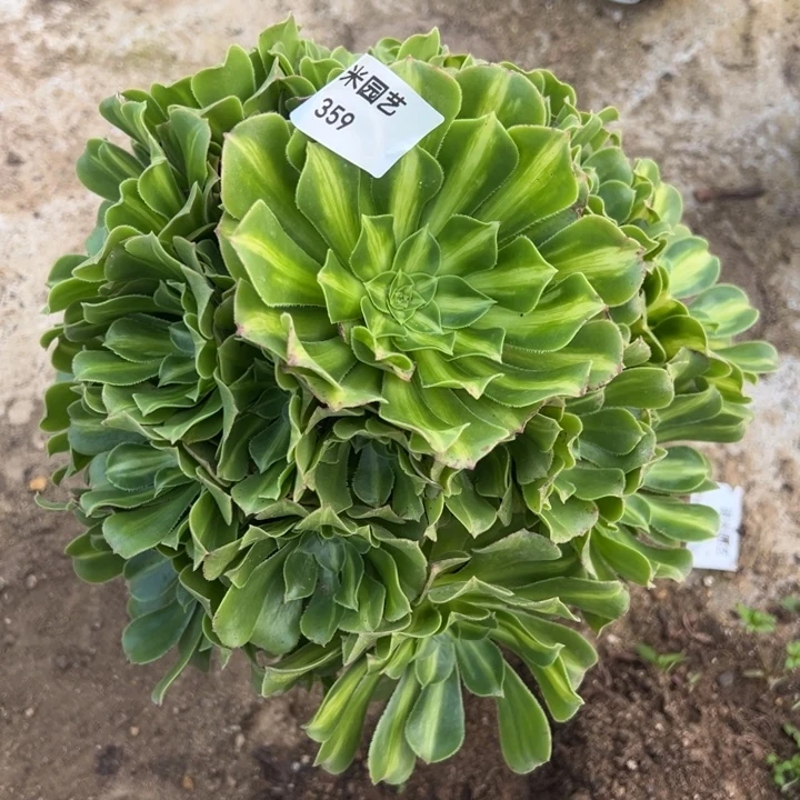 翡翠琉璃手捧多肉植物359