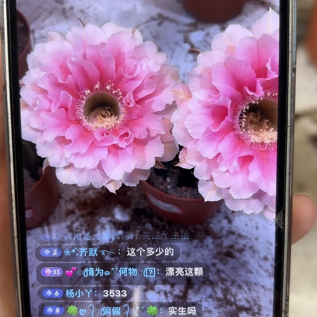 彩草珊瑚6公分左右