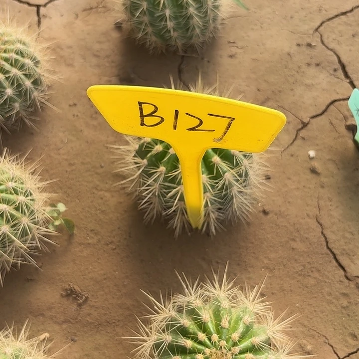 狐*B127,柠檬心毛花柱