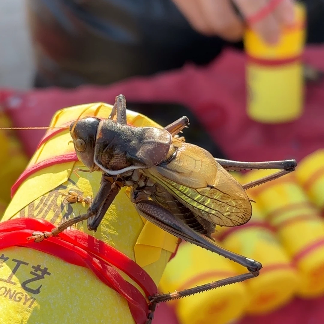 ****蝈蝈蝈蝈福福价格