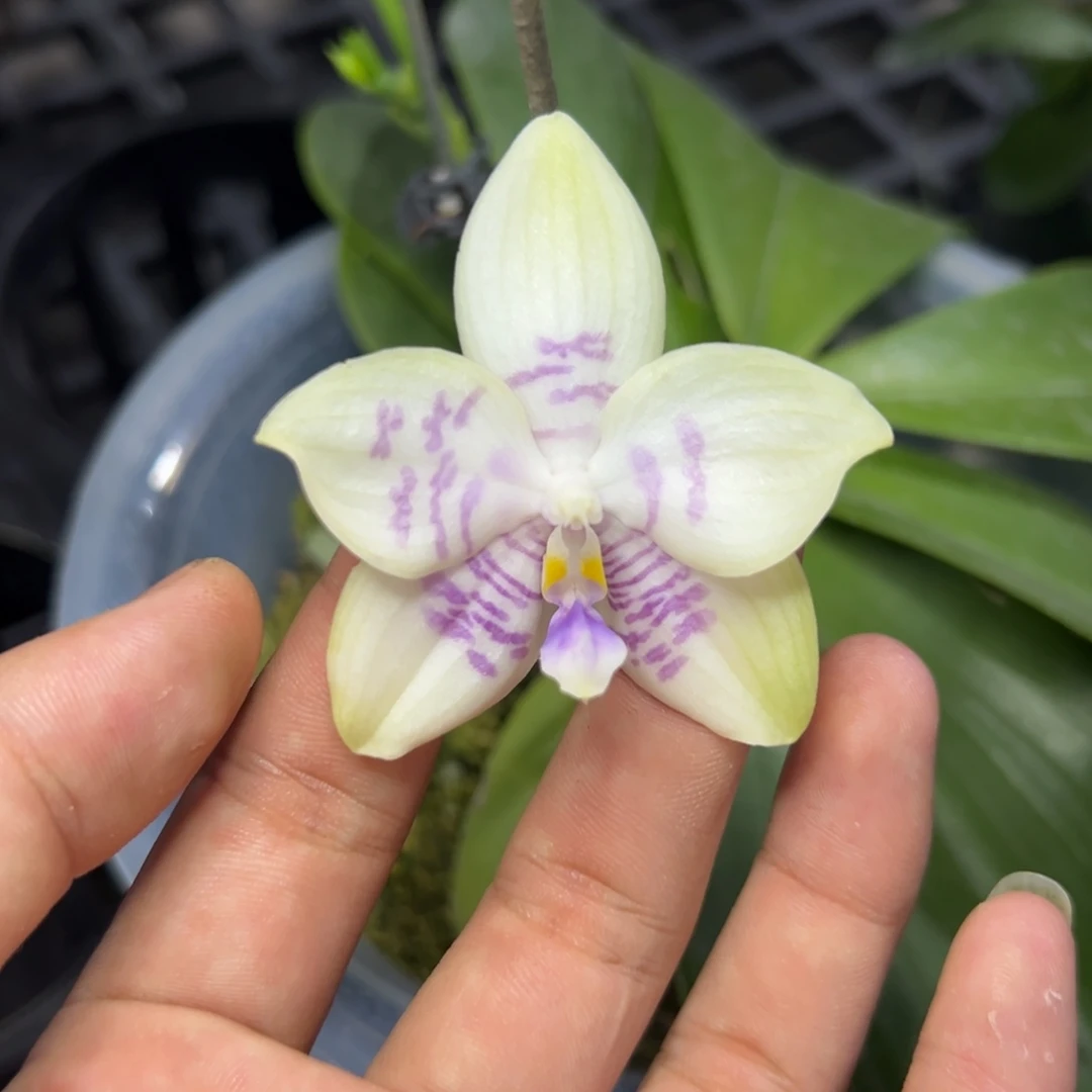 完全开放l752八寸柳林3500