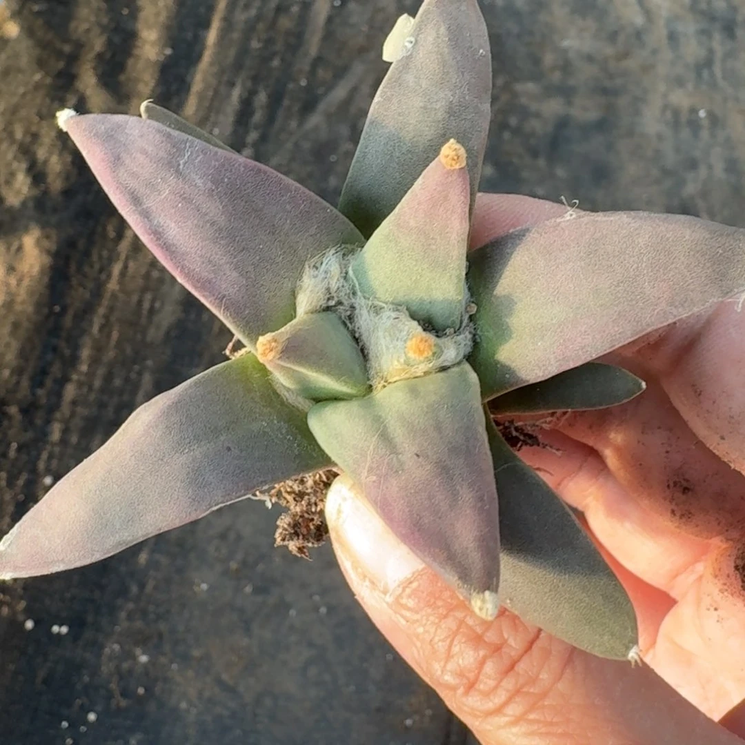 【闪购商品】实生艳肌青瓷