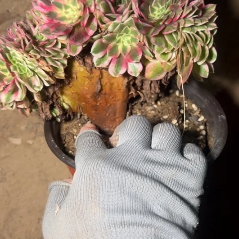 倾城缀多肉植物法师6098