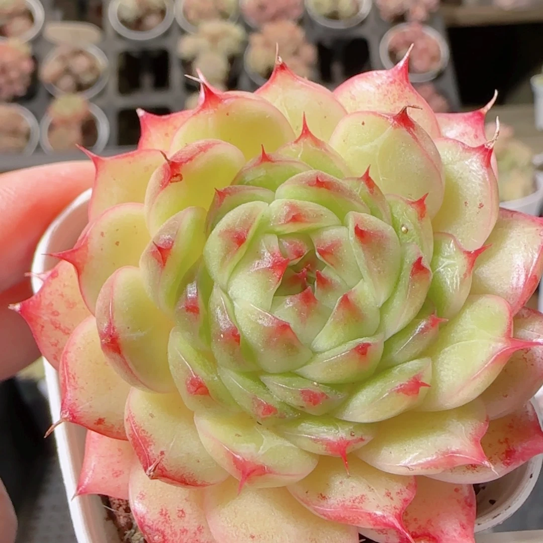 花语多肉1213-100海心母本