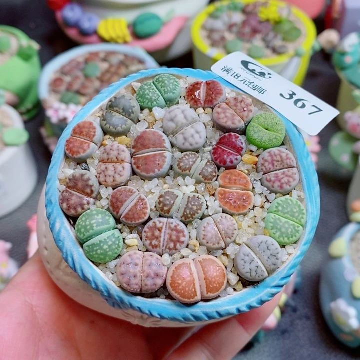 生石花花花花花花367