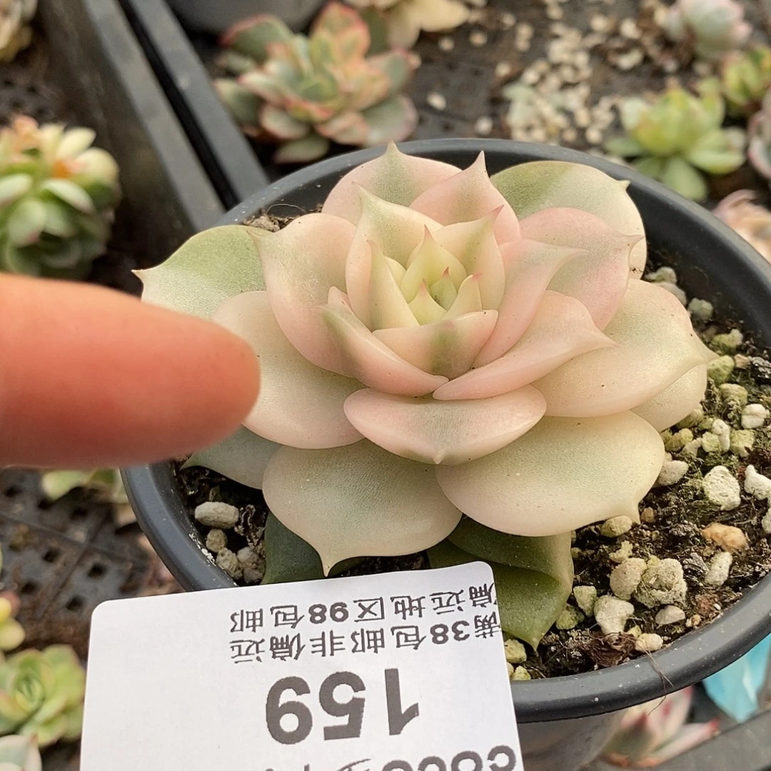 悠**適159贝加尔湖富伦锦多肉植物