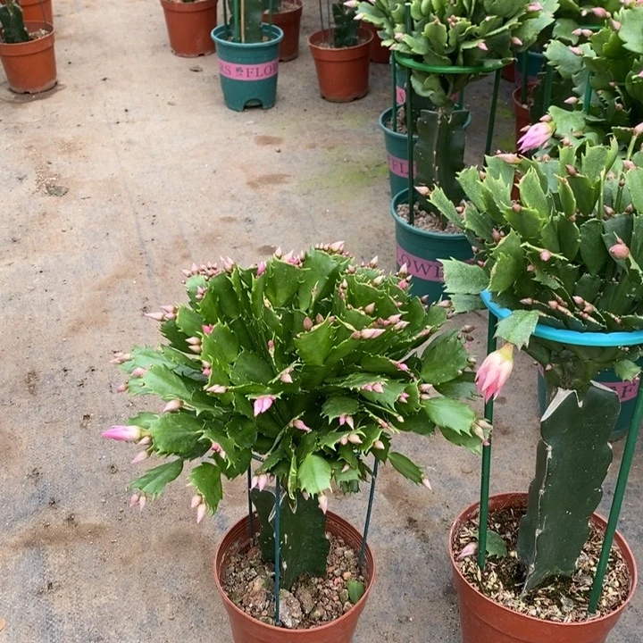 当前无花栽培后可以开花博**鲜406嫁接068