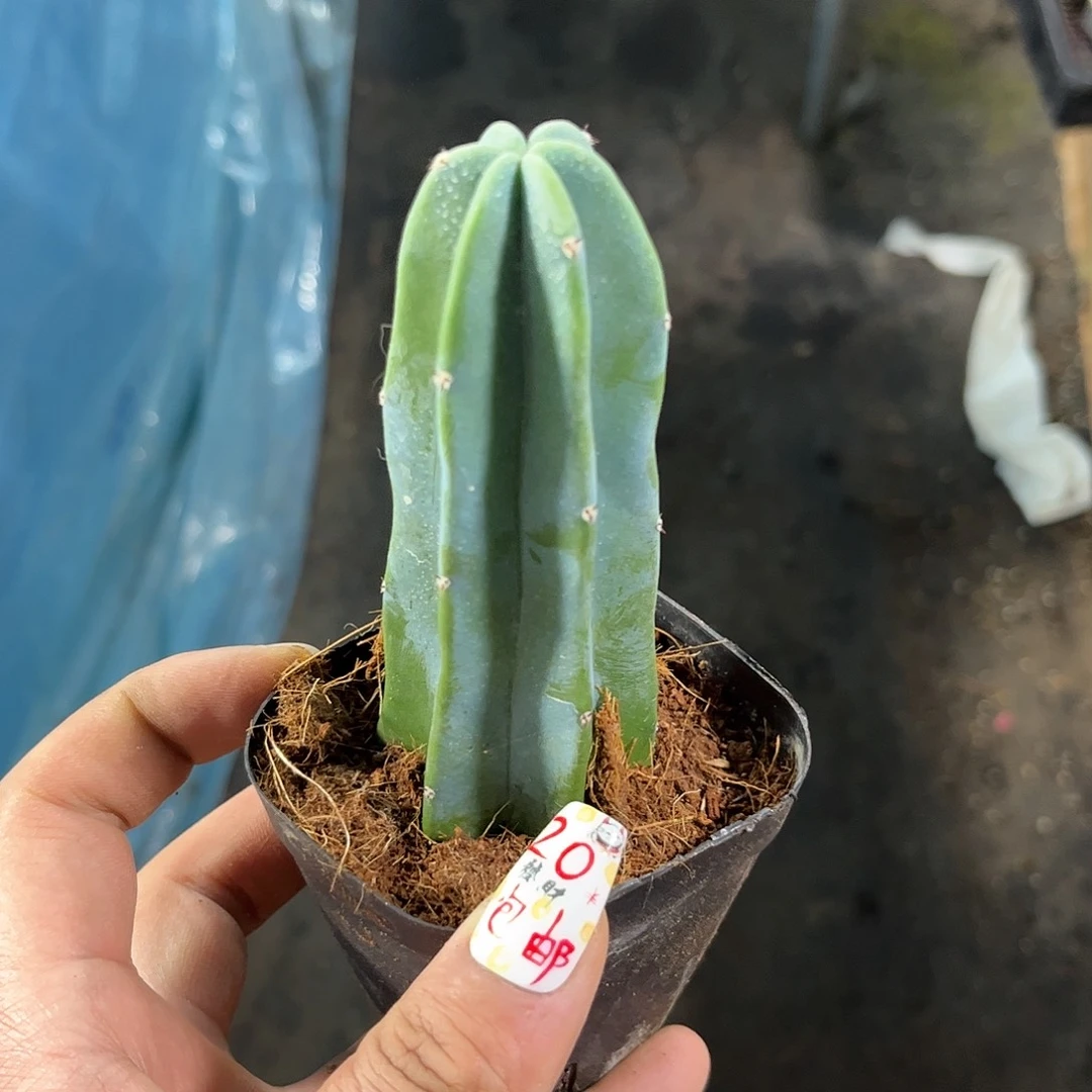 龙神木单头发货有根发货