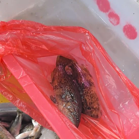 石台小李代购牛屎贵