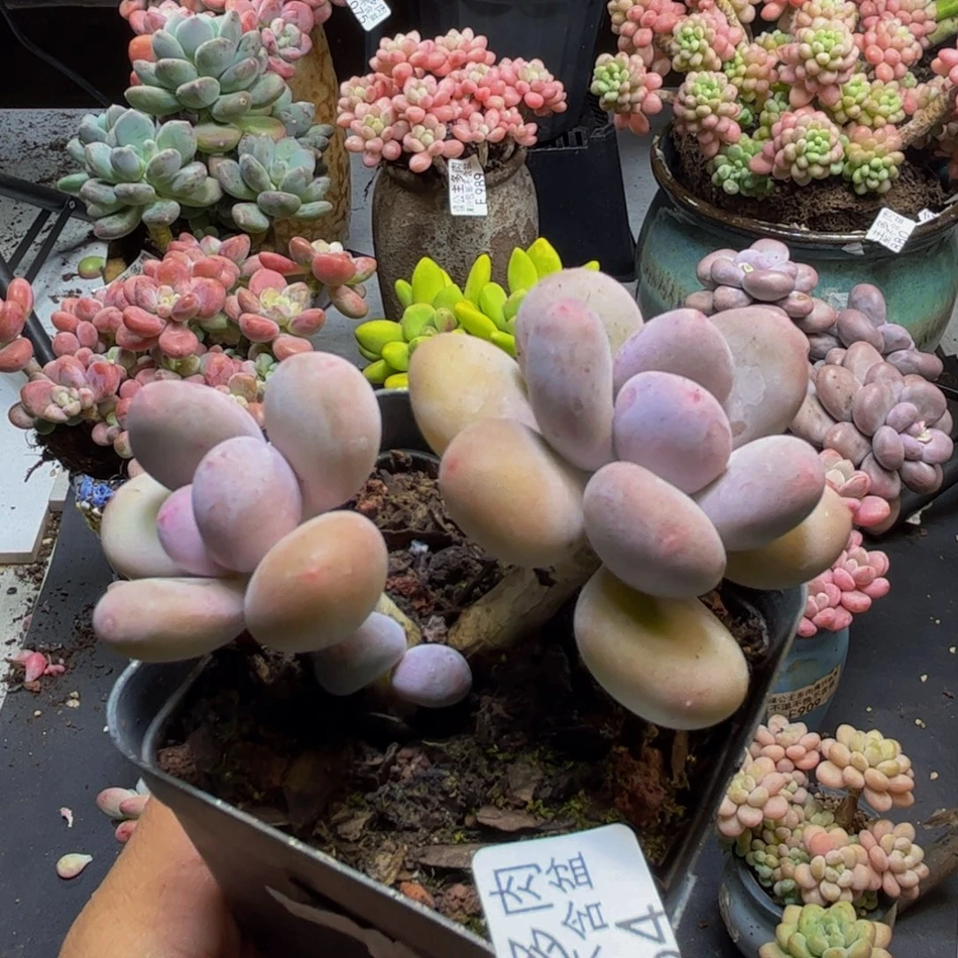 蛋黄奶酪964/7cm多肉