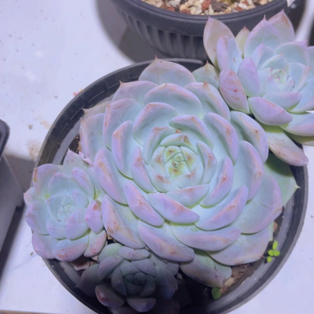 卡杂29216多肉植物