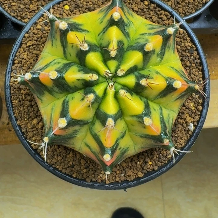米哈星球000000000005880