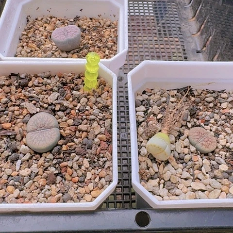 蛋**宝2541朝贡玉汗血宝马3棵➕黄绿饼干1棵带盆土发货