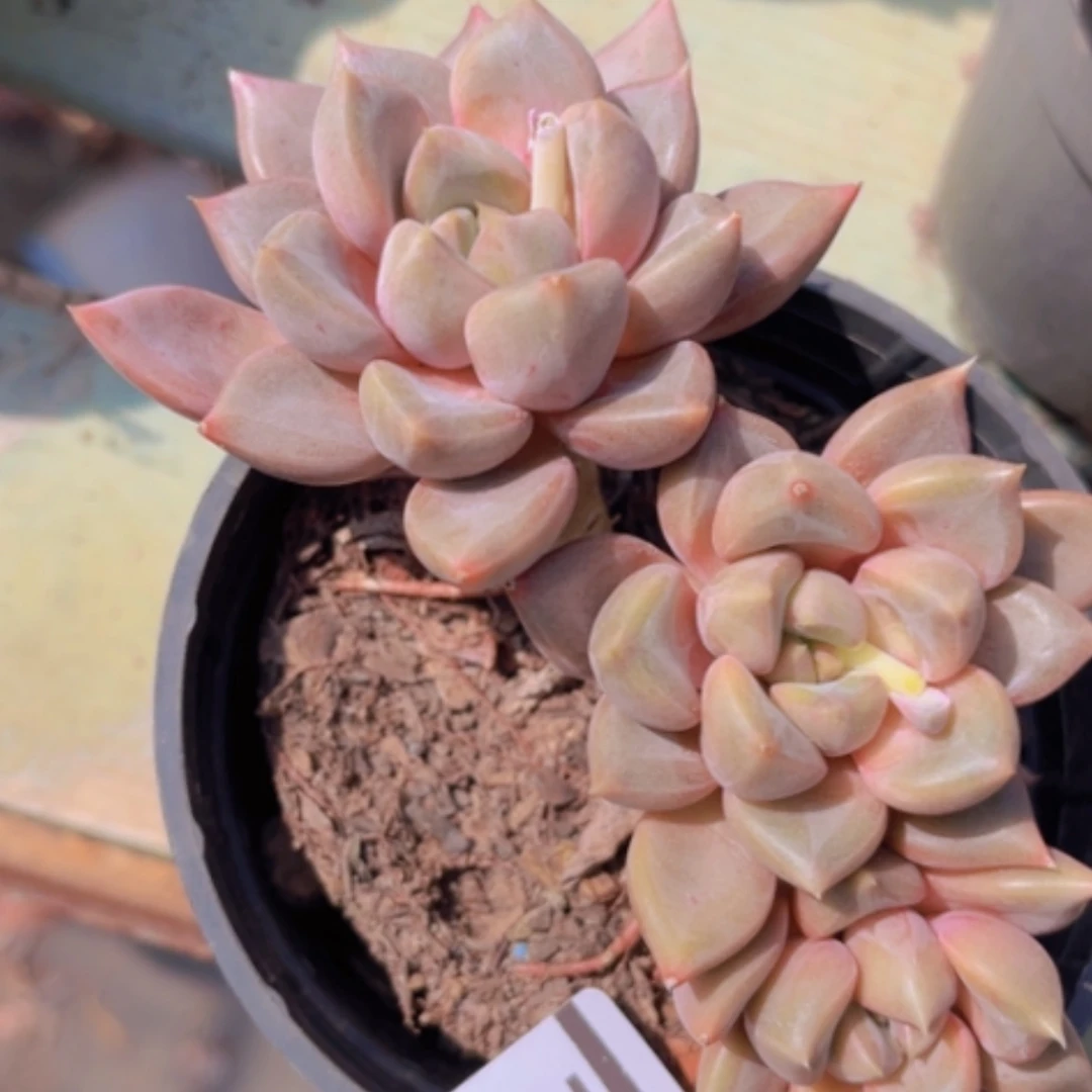 【闪购商品】红象牙26162