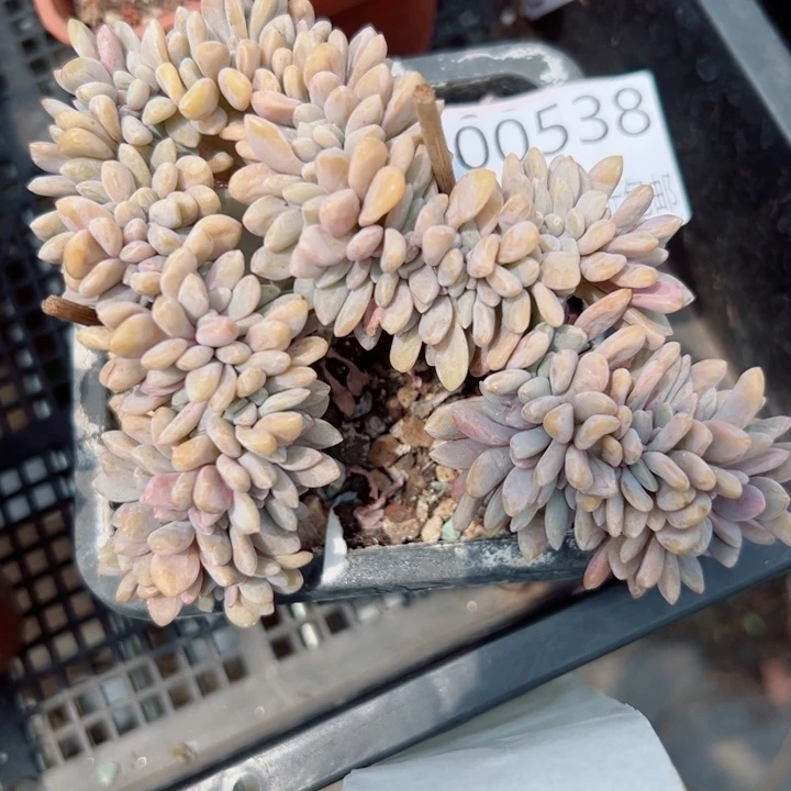 幸运的是你还没遇到