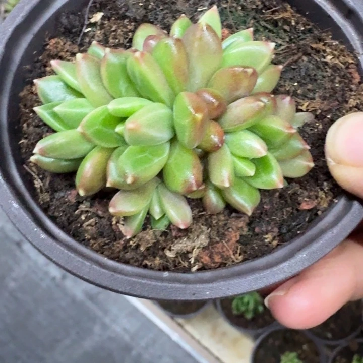 柏拉图 6头 一物一拍