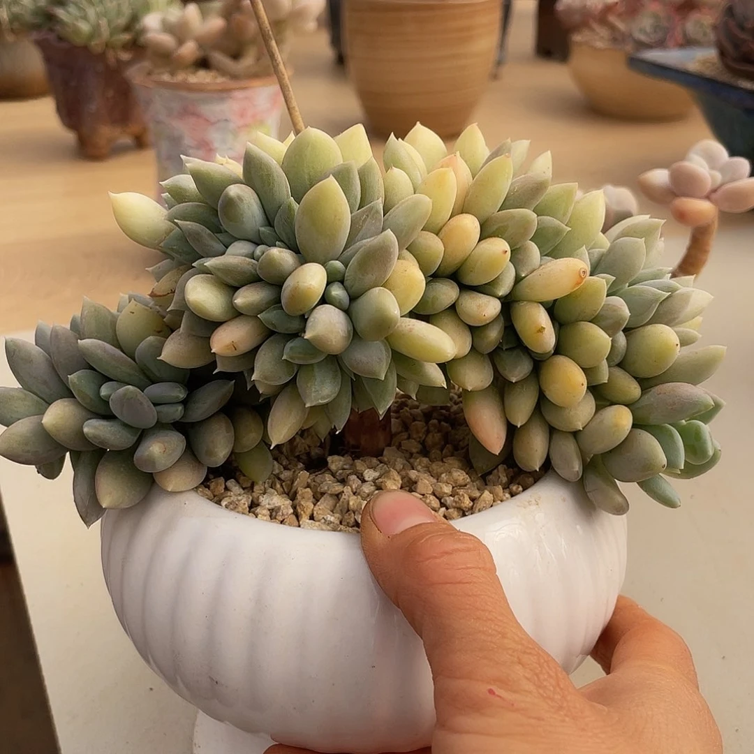 胖美人044 多肉多肉多肉