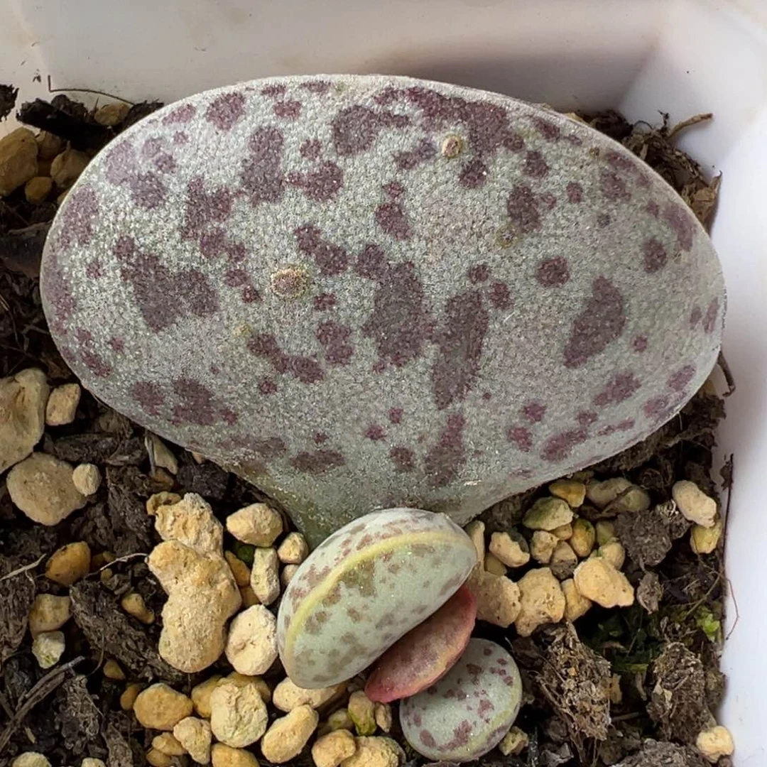 4.5厘米母叶花蛋多肉植物有疤特价