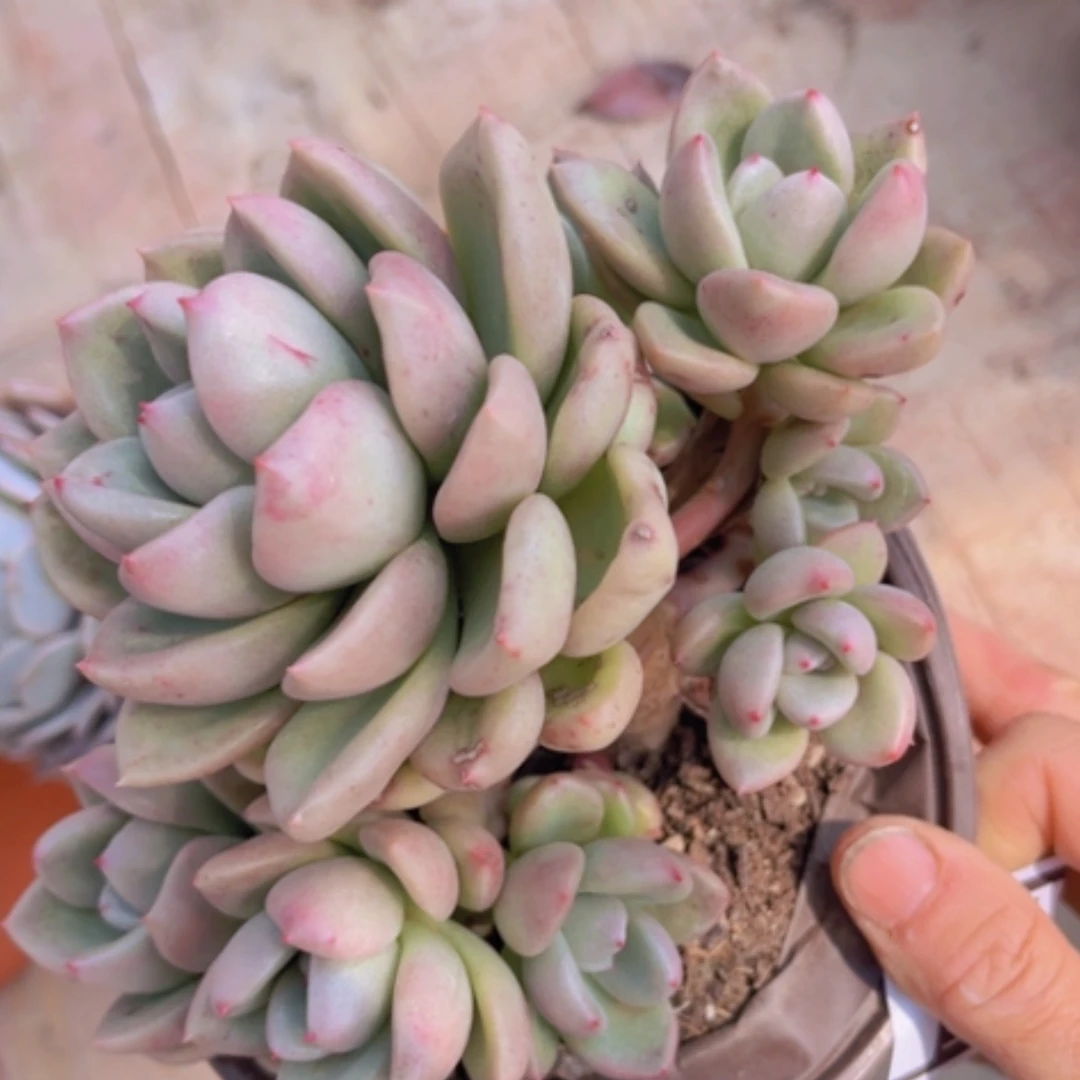 【闪购商品】奶头鳄梨2008