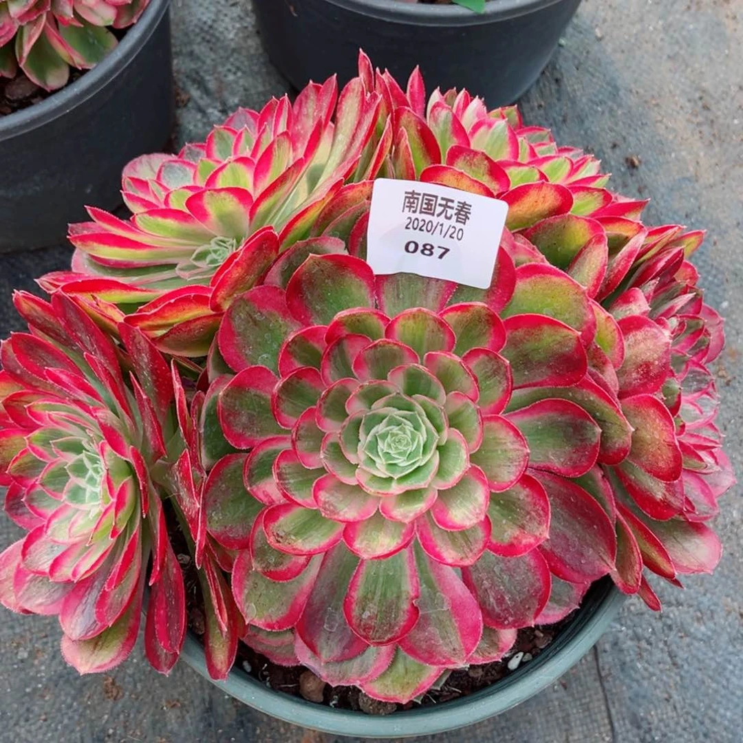 一物一拍多肉法师87