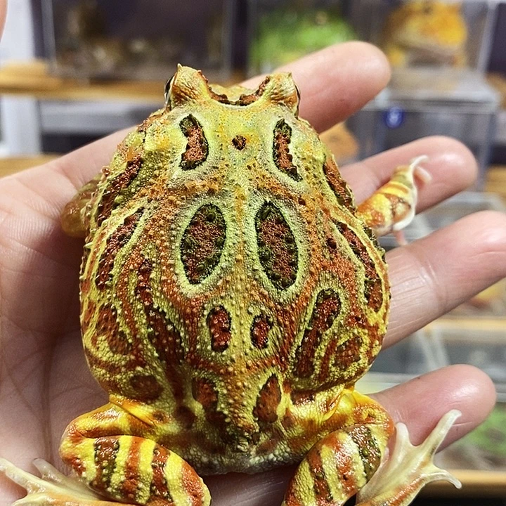 小***獸角蛙444号原色角蛙