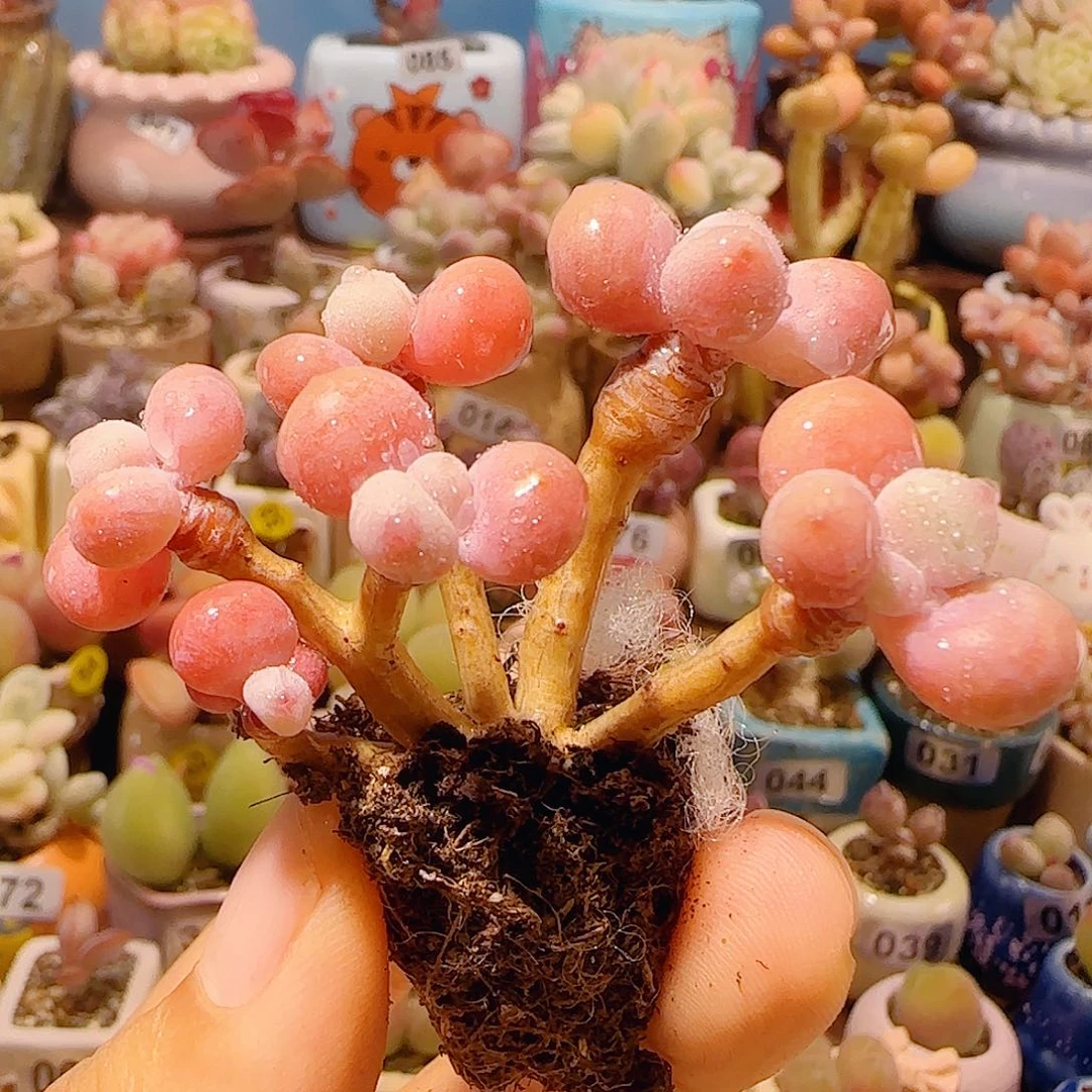 T造型桃蛋盆口2.5cm