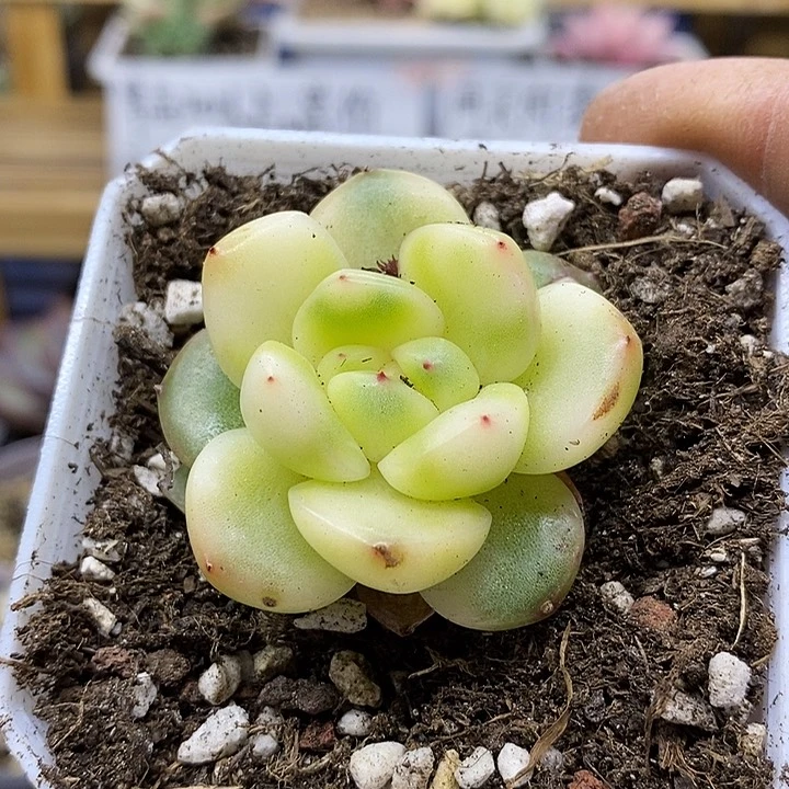 0448 不知名季节锦