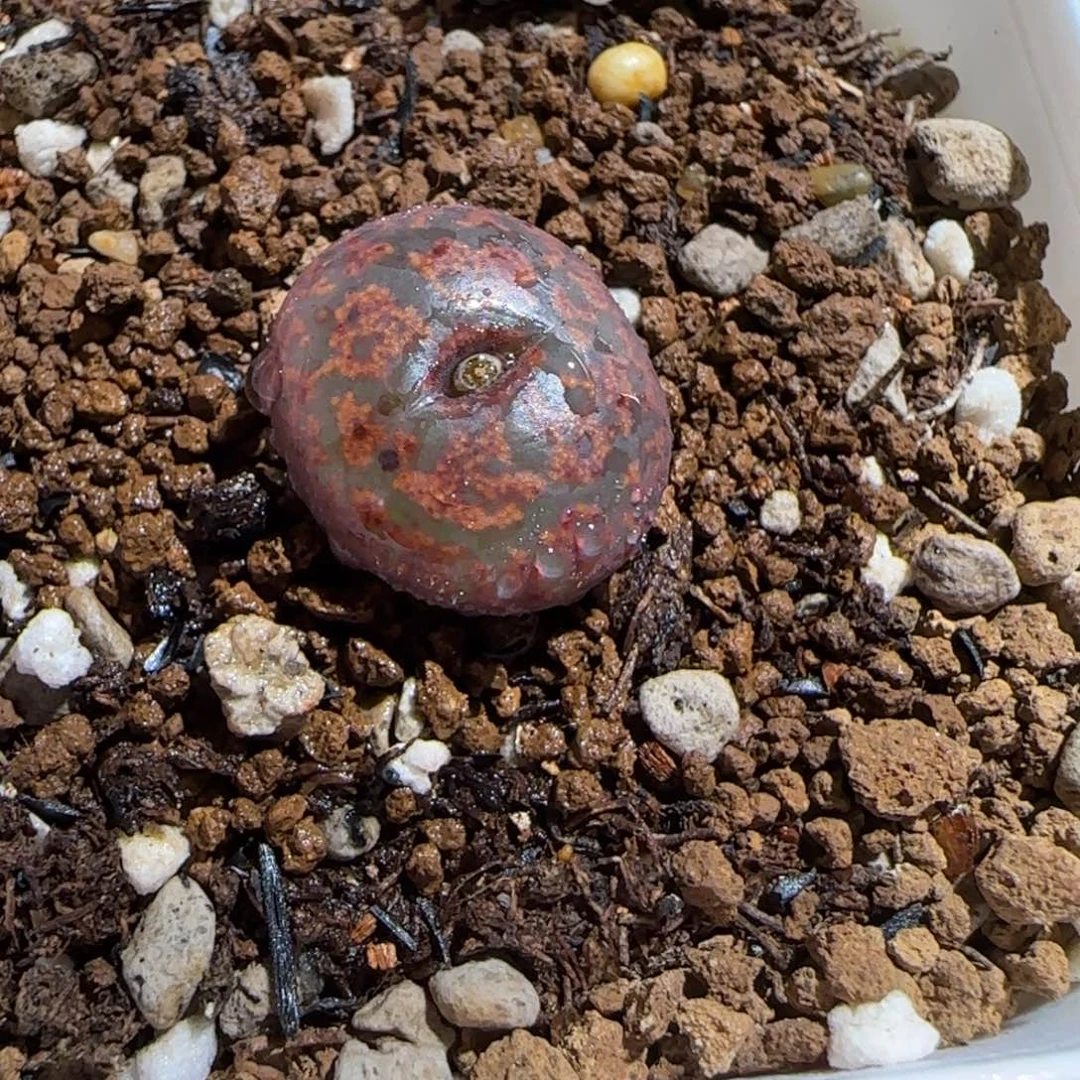 肉锥多肉植物组合-ap正红色酒红勋章1227