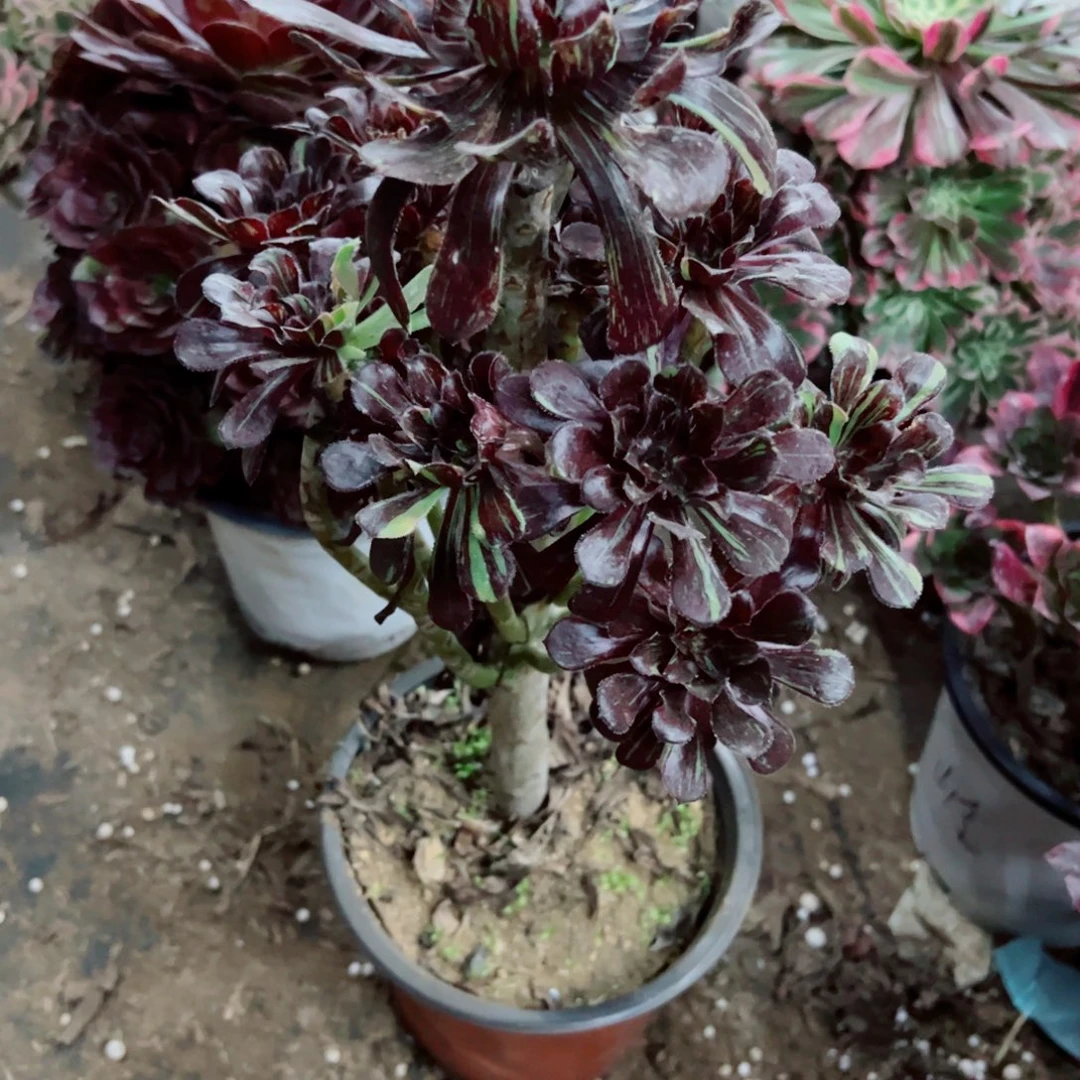 934水墨丹青多肉植物法师