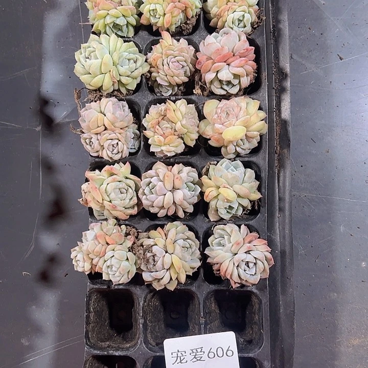 直播福利一物一拍606