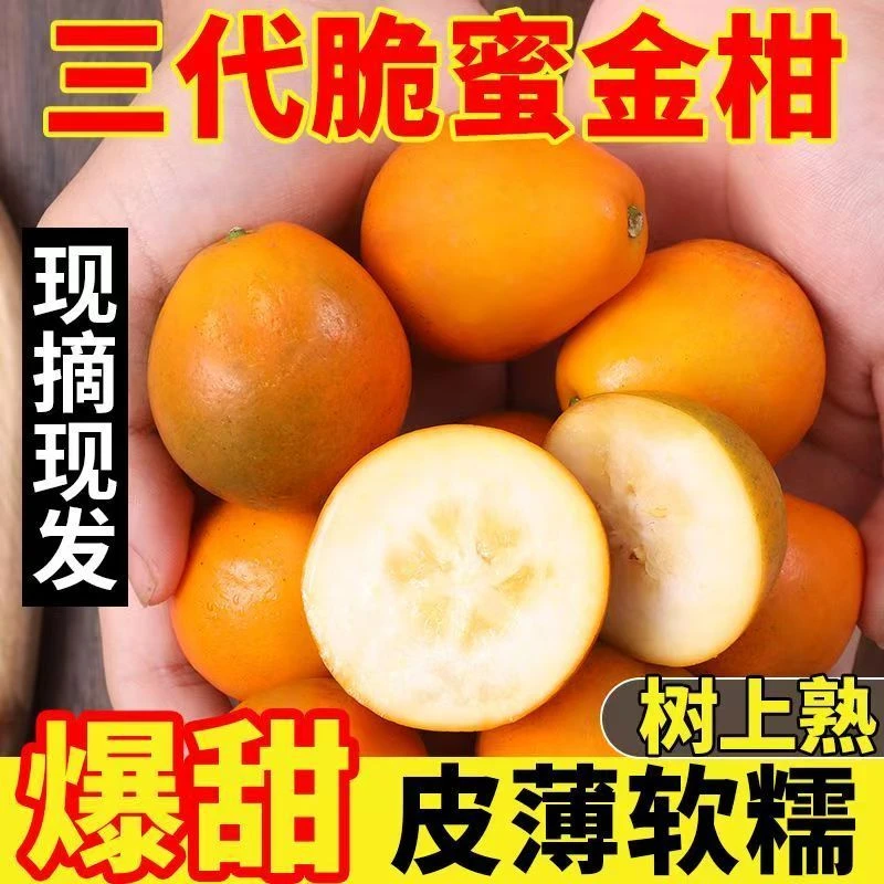 【3斤装】正宗广西脆蜜金桔当季新鲜水果现摘纯甜多汁独立包装