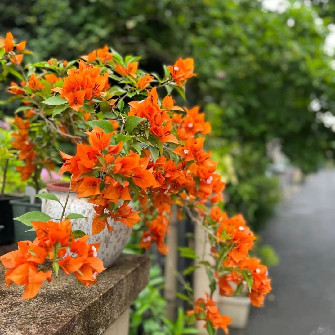 忠玺【橙桑巴大红盆带花）三角梅基地直发好养四季开花爬藤飘枝
