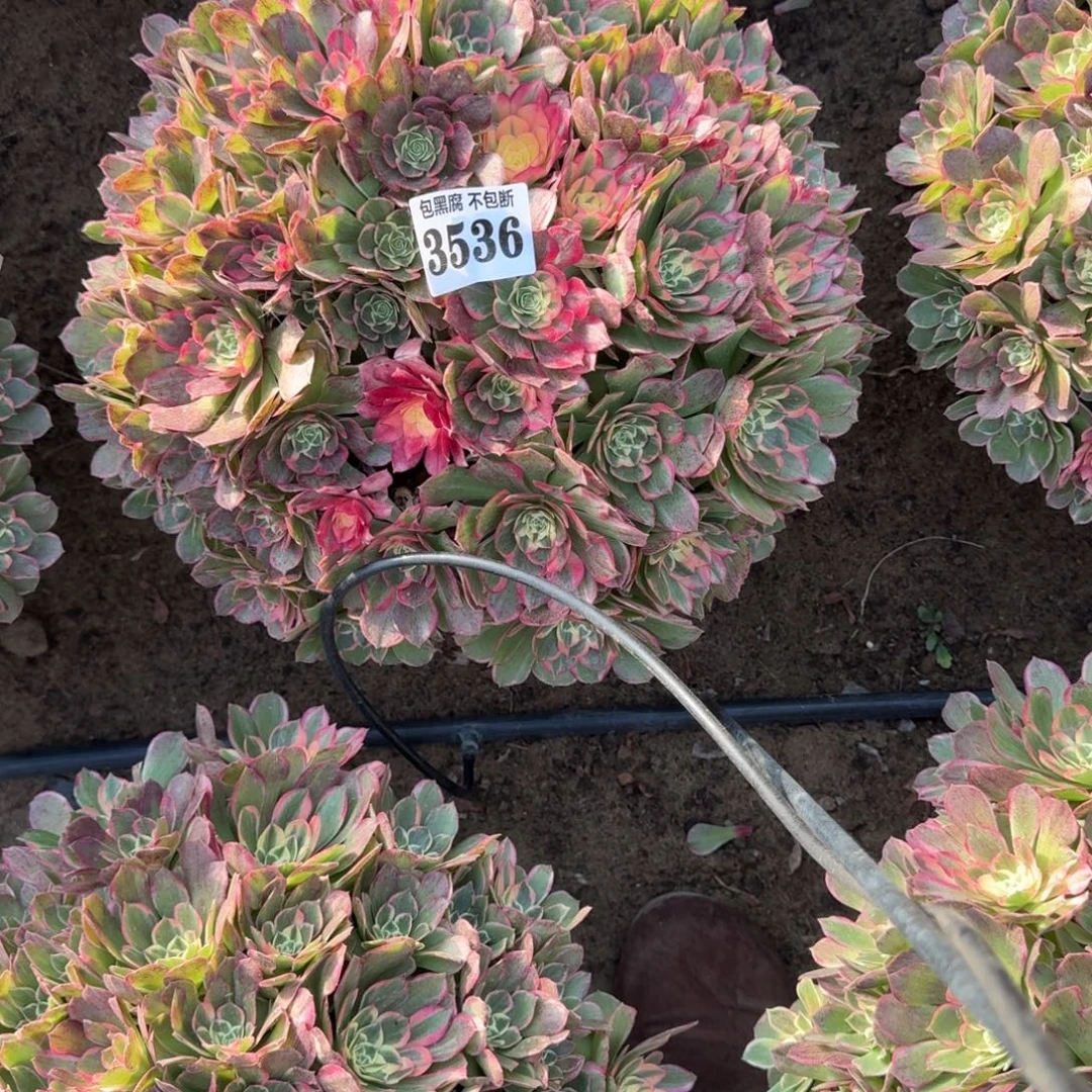 法师丘比特 17-39 3536