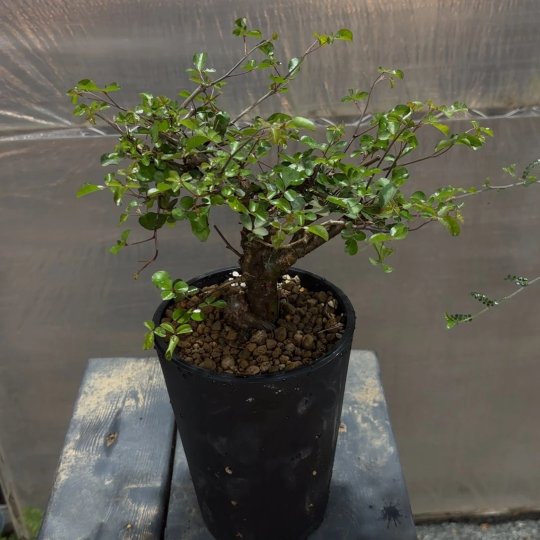 红白皮奥比克实生